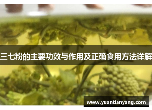 三七粉的主要功效与作用及正确食用方法详解