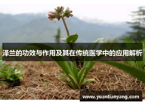 泽兰的功效与作用及其在传统医学中的应用解析