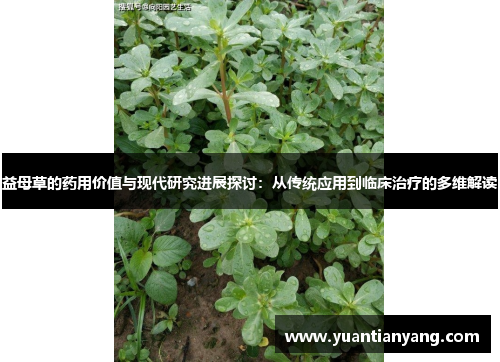 益母草的药用价值与现代研究进展探讨：从传统应用到临床治疗的多维解读