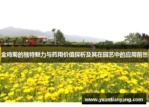 金鸡菊的独特魅力与药用价值探析及其在园艺中的应用前景